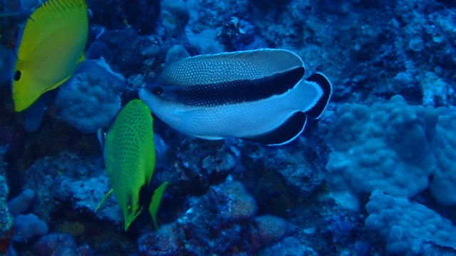 bandit angelfish and yellow tang on deep reef