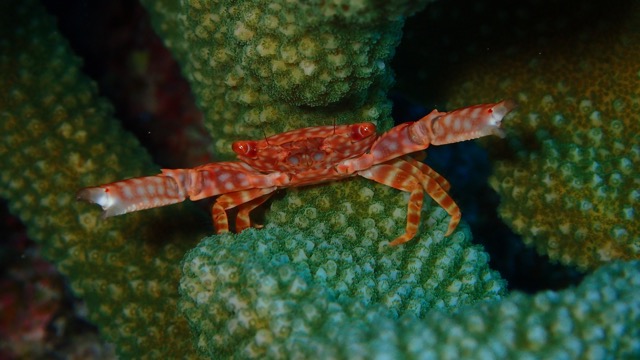 crab in the elk horn coral with claws spread wide