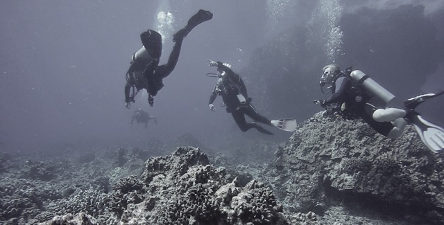 3 divers swimming