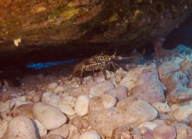 lobster hiding under ledge in rocks