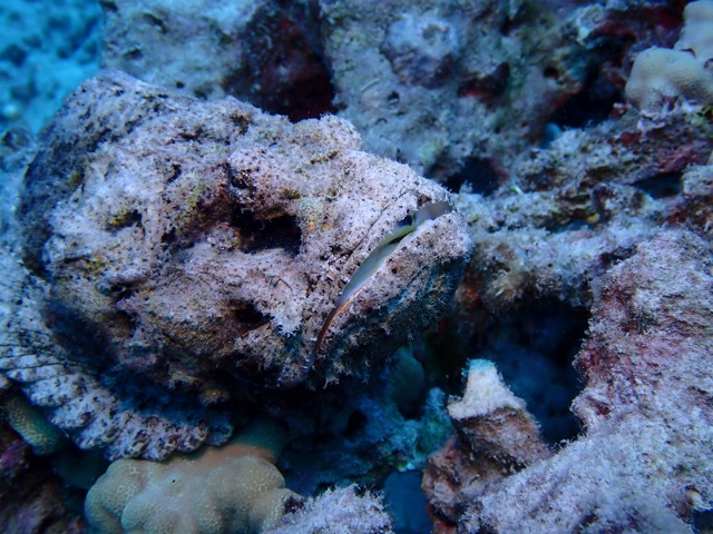 titan scorpionfish resting on bottom of reef