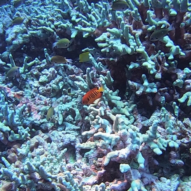 small flame angelfish over reef