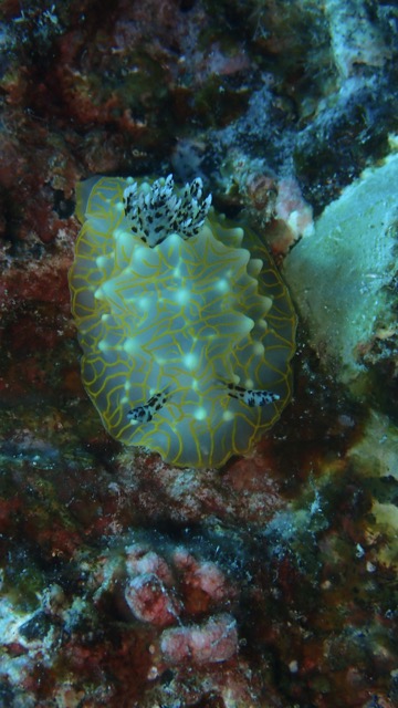 gold lace nudibranch