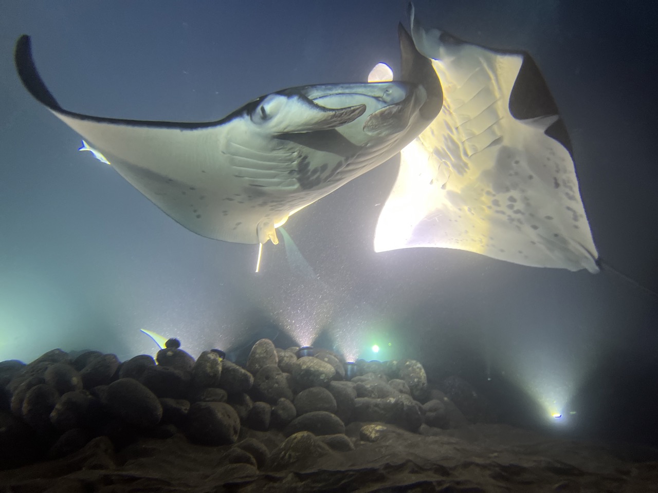 Pictures of The Manta Ray Dive Kona, Hawaii Kona Honu Divers
