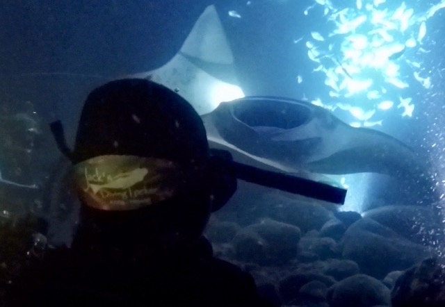 back of diver as they look at 2 manta rays swimming through light and fish