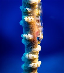 translucent wire coral goby sits on wire coral