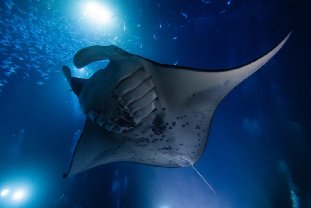 manta ray swims overhead filling picture