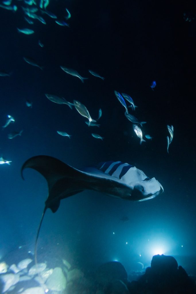 manta ray does a backflip at night underwater