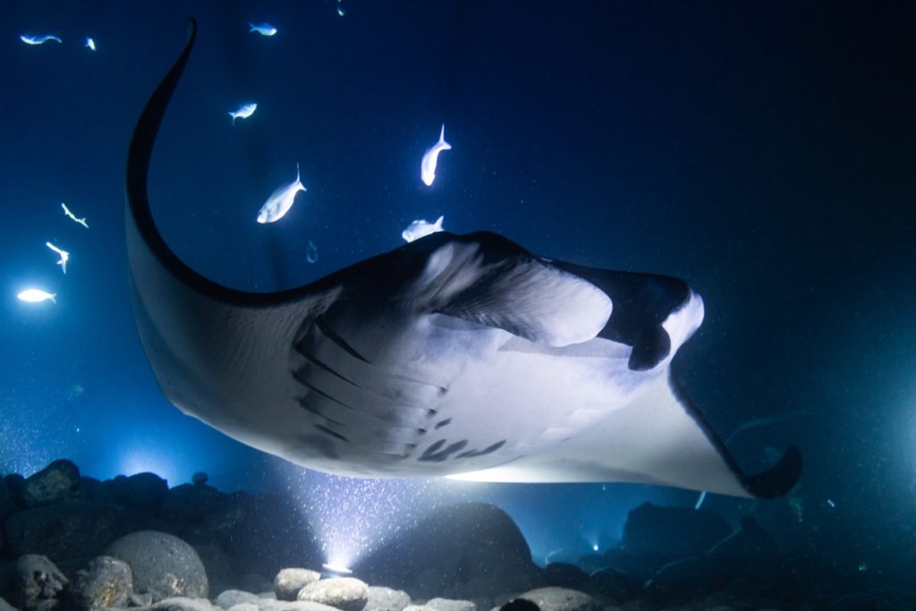 manta ray swims overhead at night