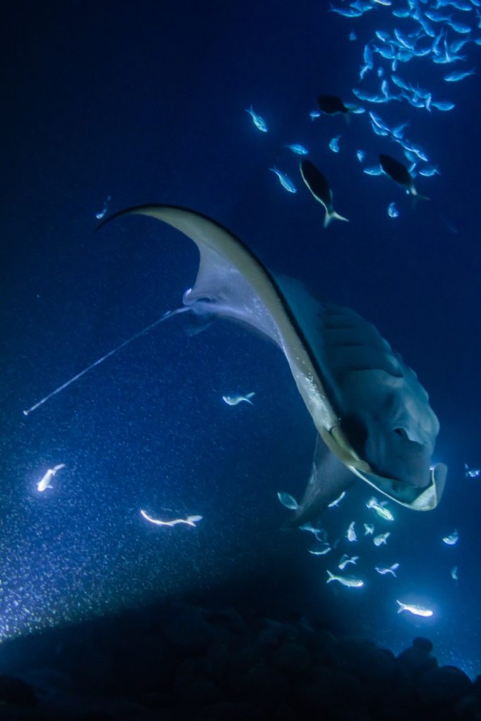 manta ray does a backflip underwater at night
