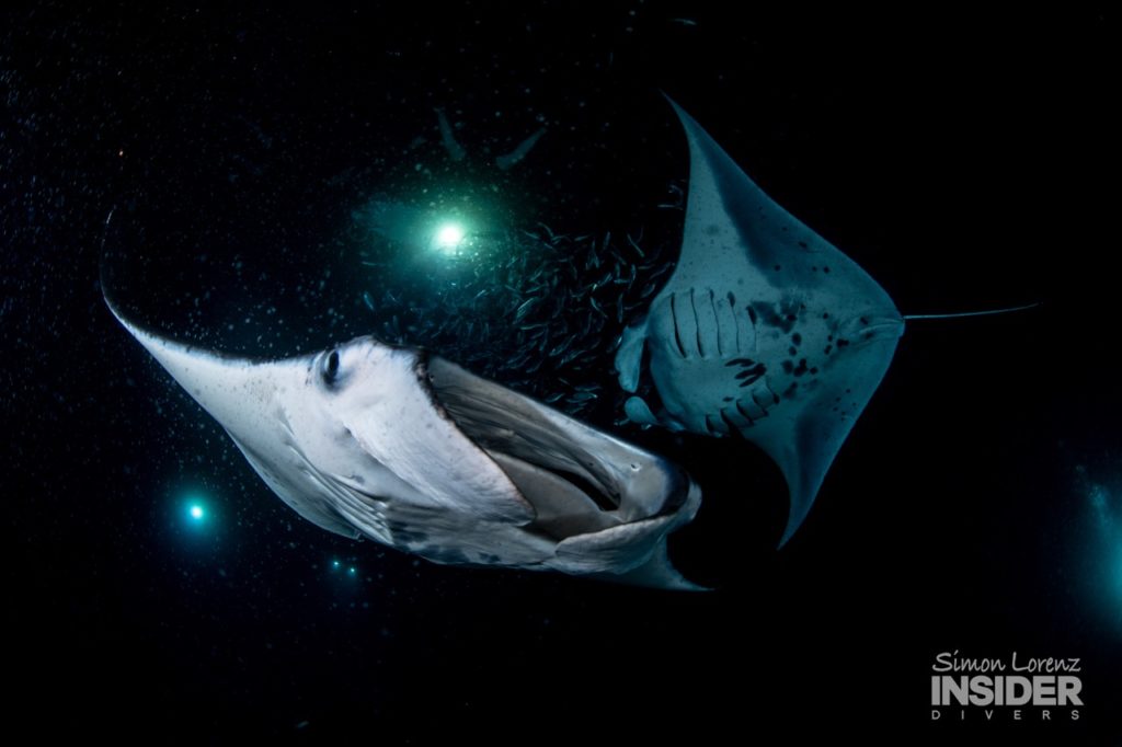 2 manta rays swim overhead