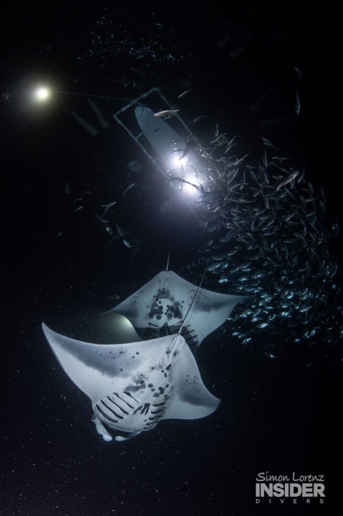2 manta rays swim overhead