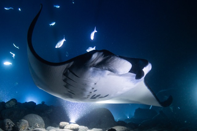 a manta ray swims over with fish behind and a bright light
