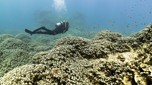 diver swims over golden coral fields