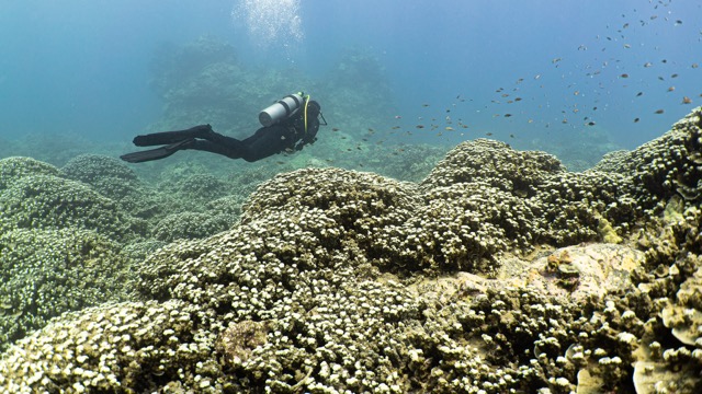 diver swims over golden coral fields