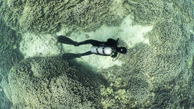 scuba diver below swimming over golden coral and sandy patch