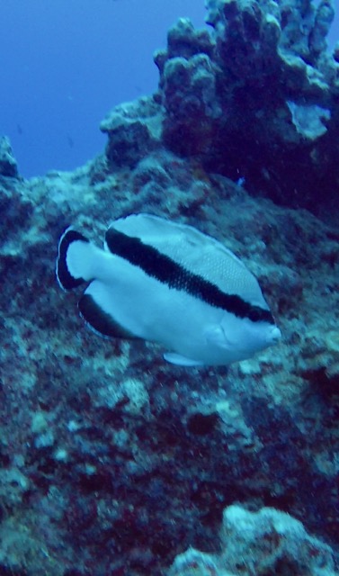 bandit angelfish swimming side profile
