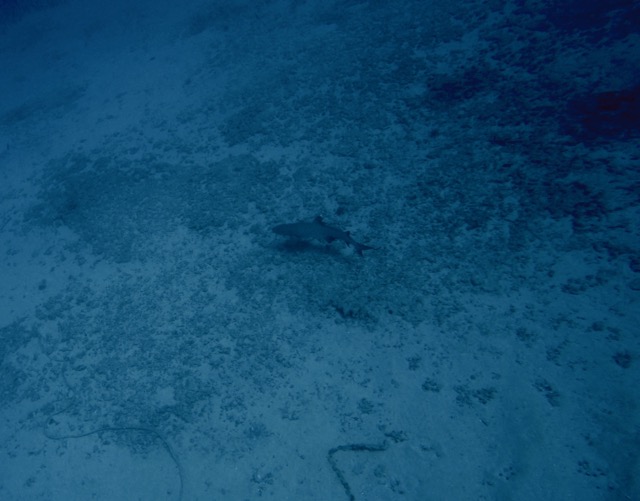 white tip reef shark swimming along the sandy bottom of the sea