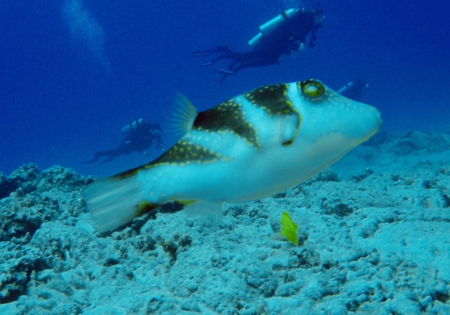small toby boxfish swimming with divers in background