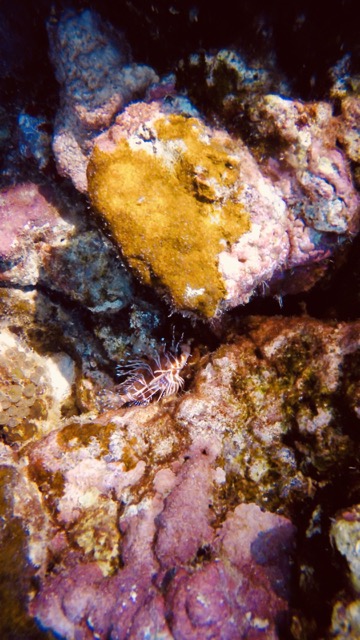 a small lion fish resting on coral encrusted rock