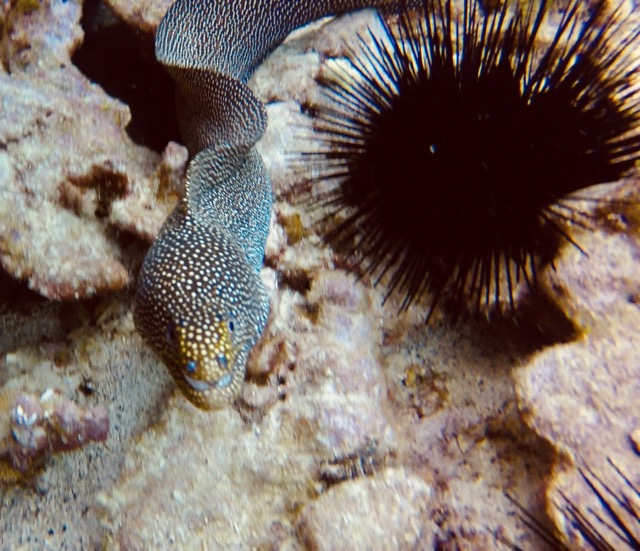 spotted moray eels laying next to an urchin