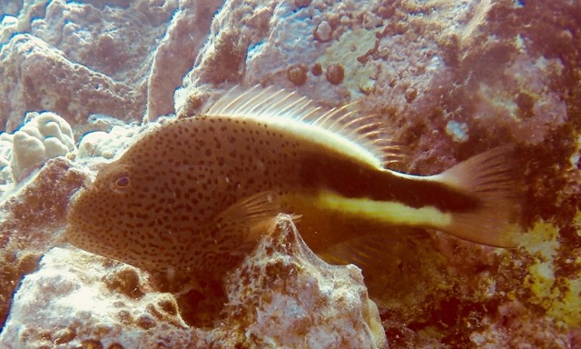 hawkfish sitting on coral rock