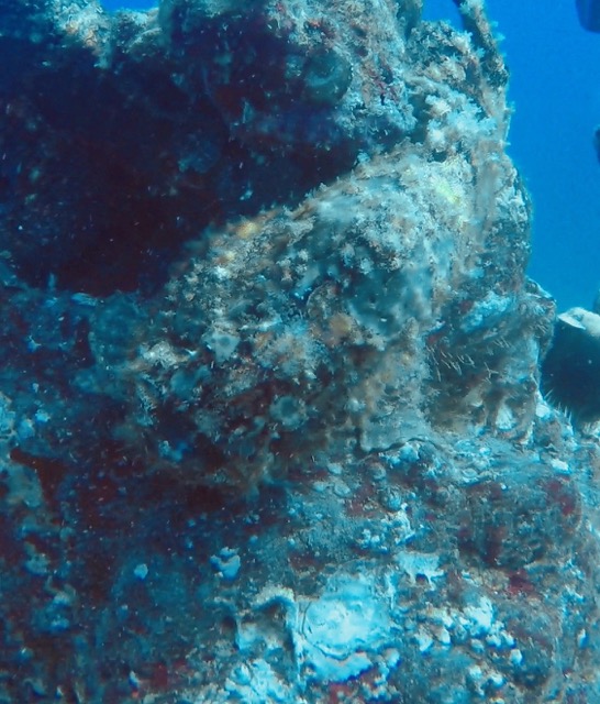 frogfish blends into coral rock