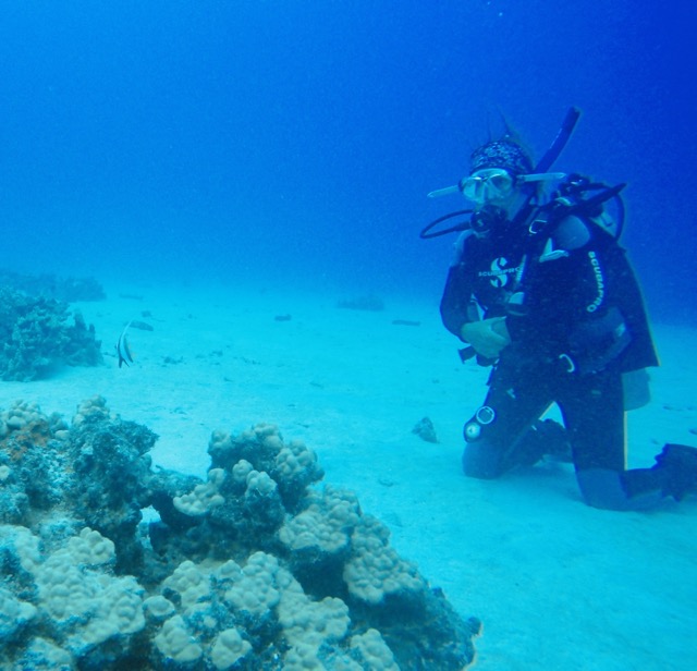 diver sitting on bottom looking at marine life