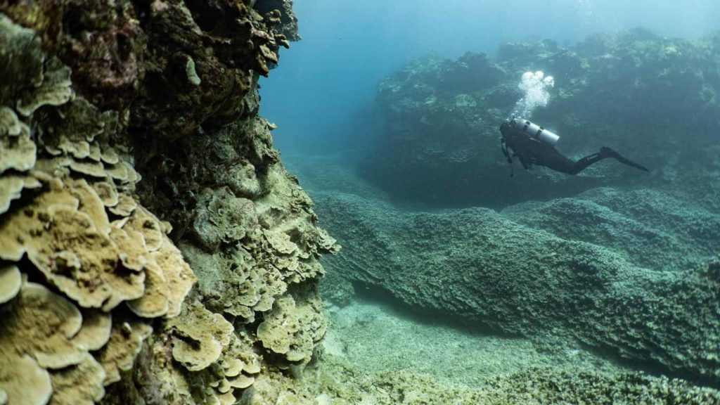 diver swims through coral garden channel
