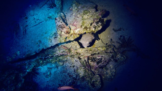 puffer fish hides under rock ledge in a dark cave