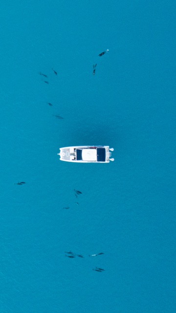 overhead shot of a boat in the ocean near dolphins