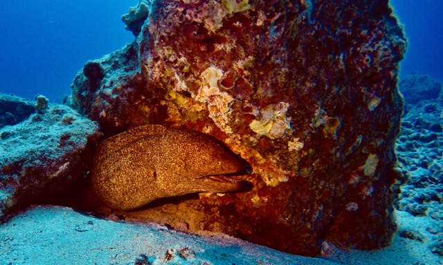 an eel under a reef rock
