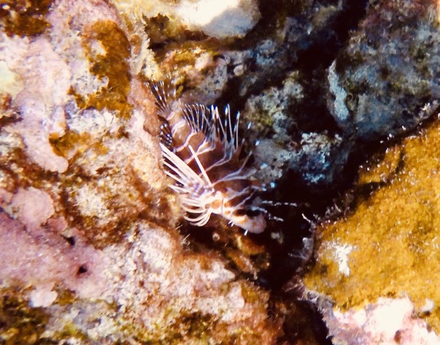 closeup of a lion fish on the reef