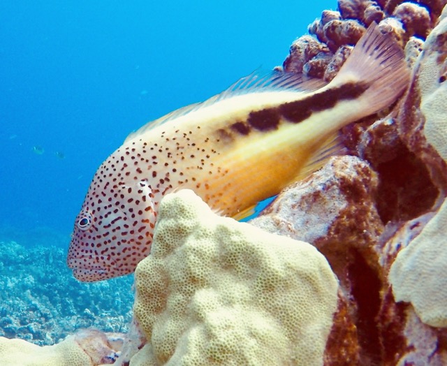 closeup of a fish laying on reef rock
