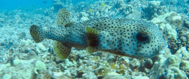a pufferfish swims over the reef
