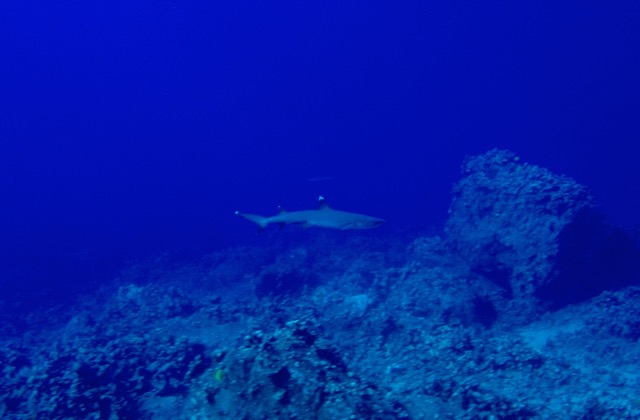 a white tip reef shark swims in the deep ocean over rocky reef