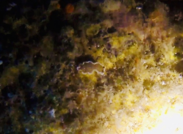 nudibranch on yellow sponge