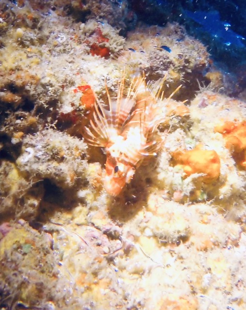 hawaiian scorpionfish on reef rock