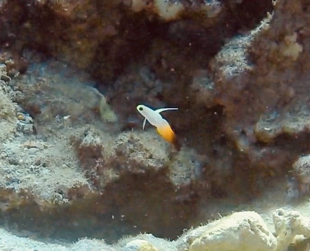 indigo dartfish near the reef floor