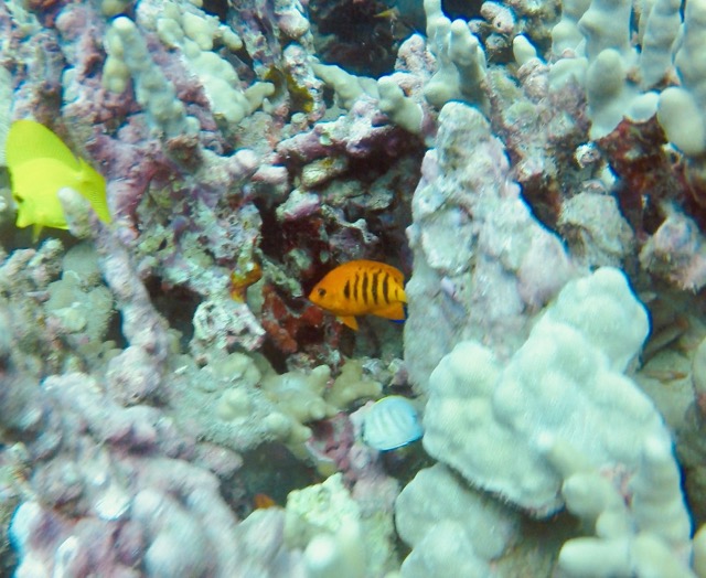 flame angelfish and other fish in the coral reef