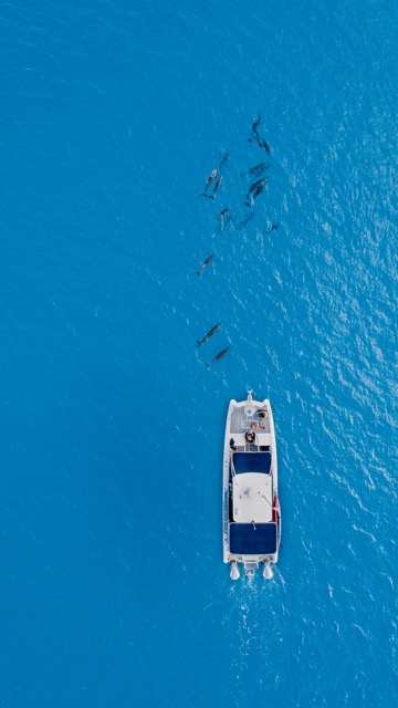 overhead view of boat in ocean with dolphins swimming nearby