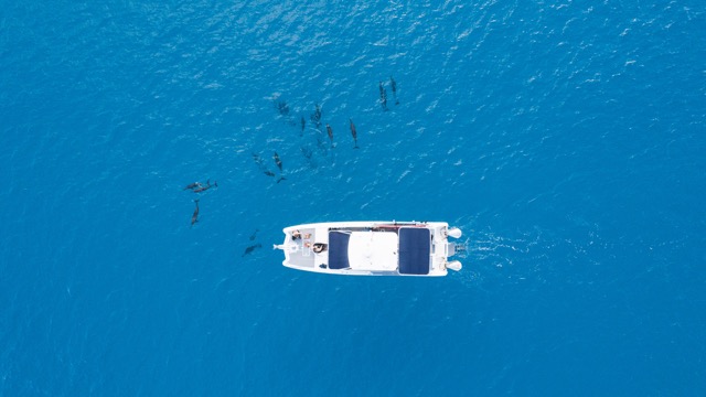 overhead view of boat in ocean with dolphins swimming nearby