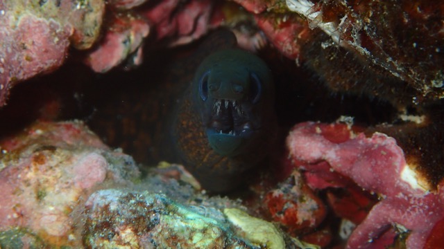a viper moray looking out from inside a coral cave