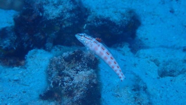 a fish posing near the bottom