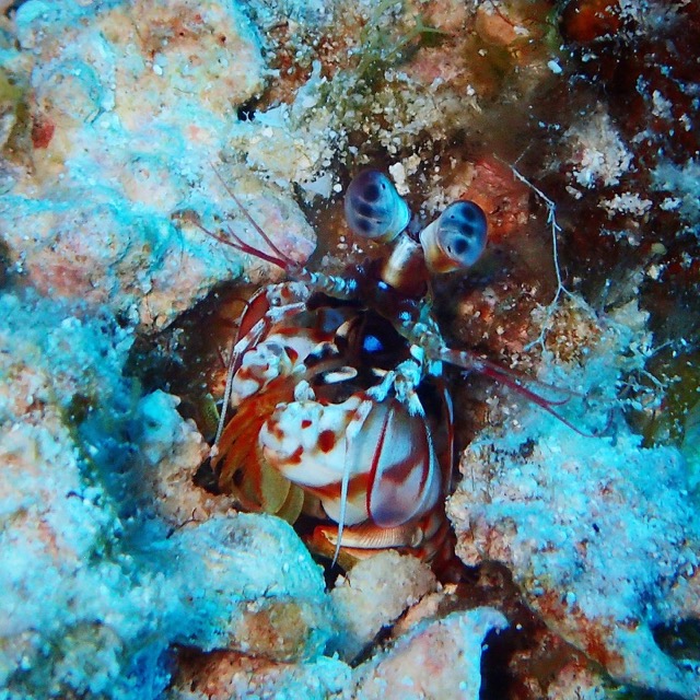 mantis shrimp poking out of the sandy bottom looking around with strange alien like eyes