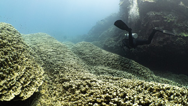 a diver swims over a golden field of coral