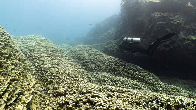 a diver swimming over the golden coral reef