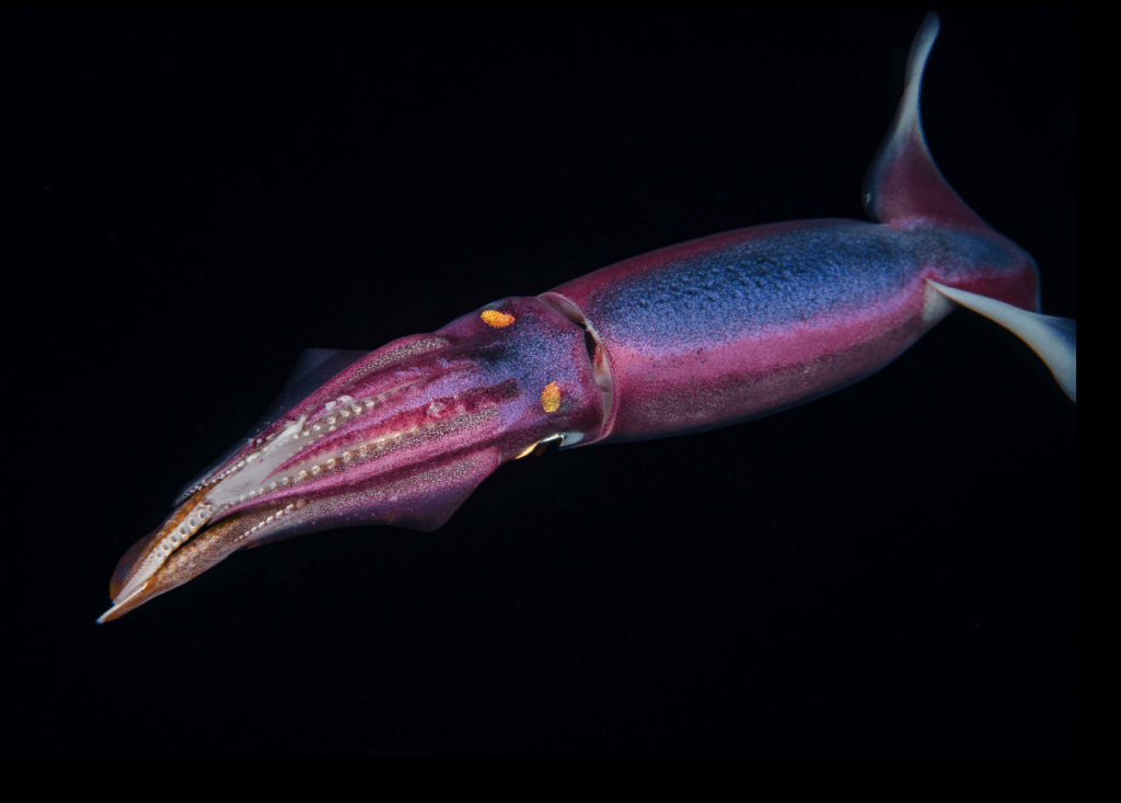 a stenotuthis squid swimming in the pitch black