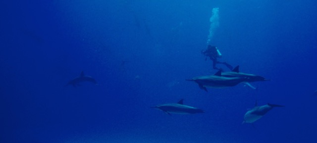 dolphins and divers swimming in the sea