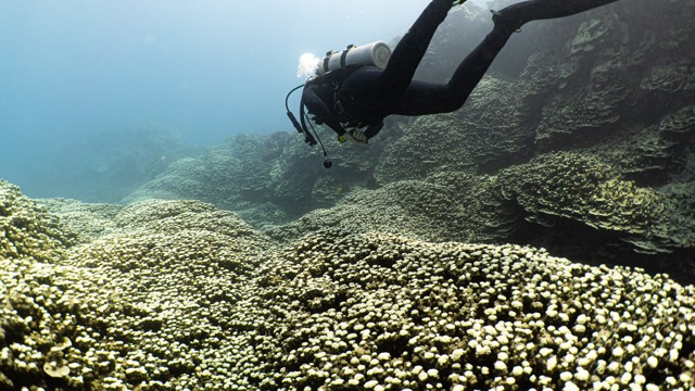 a diver swims over coral
